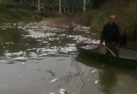 污染物超標572倍 魚(yú)塘8萬(wàn)斤魚(yú)全死光